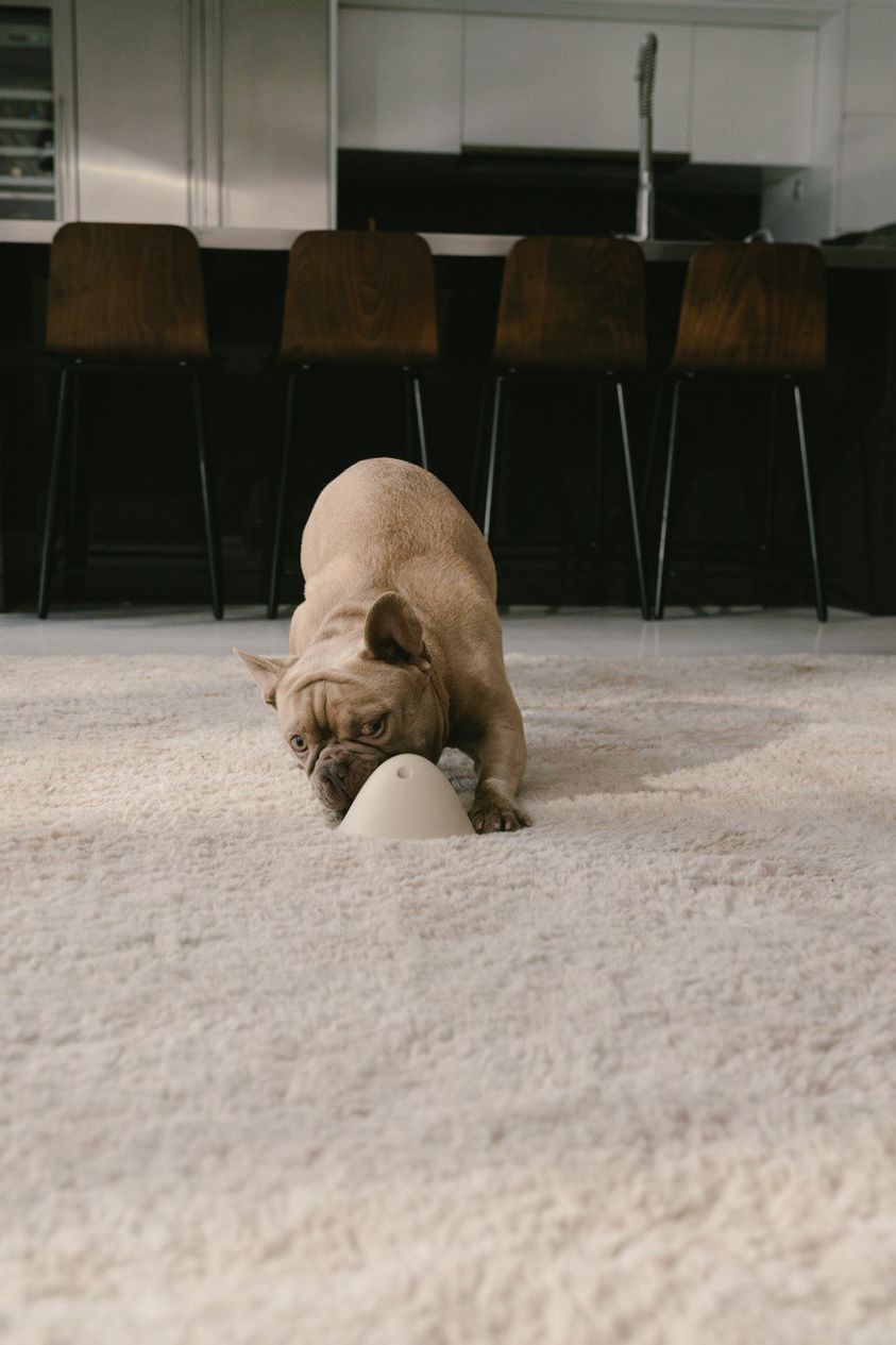 French Bulldog playing with Bowly treat dispensing dog toy by Flevo Pets