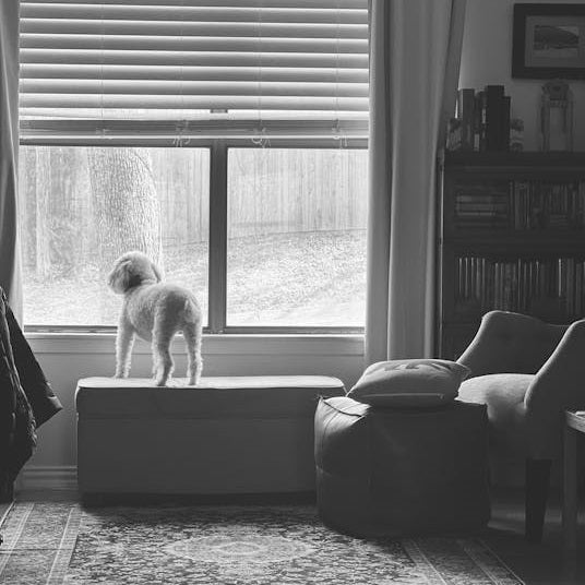 A dog at home (possibly a new home), looking out of the window