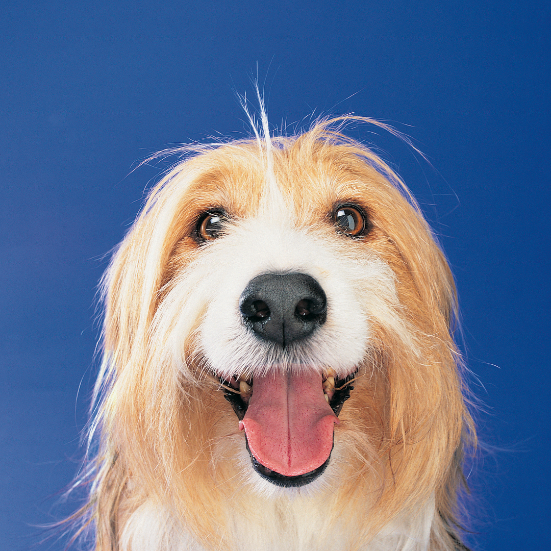 Why Does a Dog Rub Its Face on the Ground? Your Questions Answered!