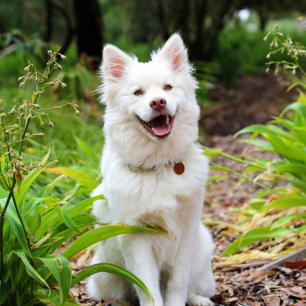 best natural dog treats for teeth