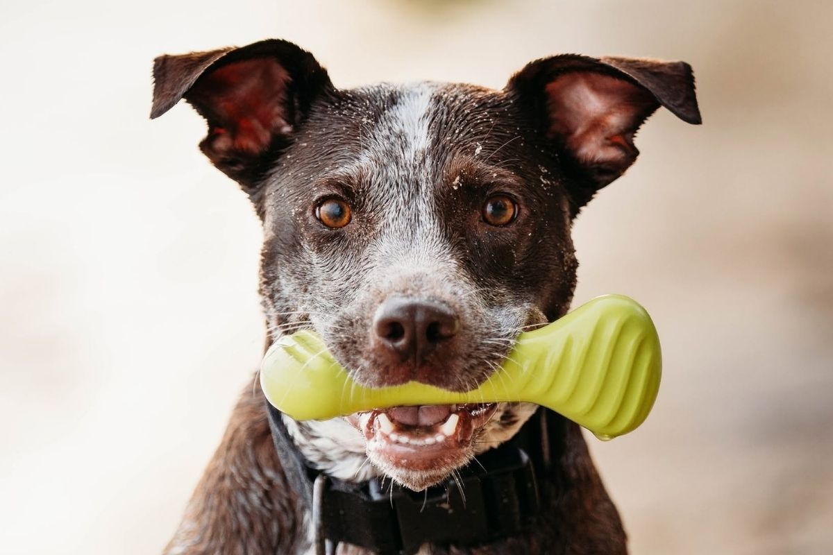 A dog holding a bright green Benebone natural rubber play toy in its mouth during an outdoor fetch session