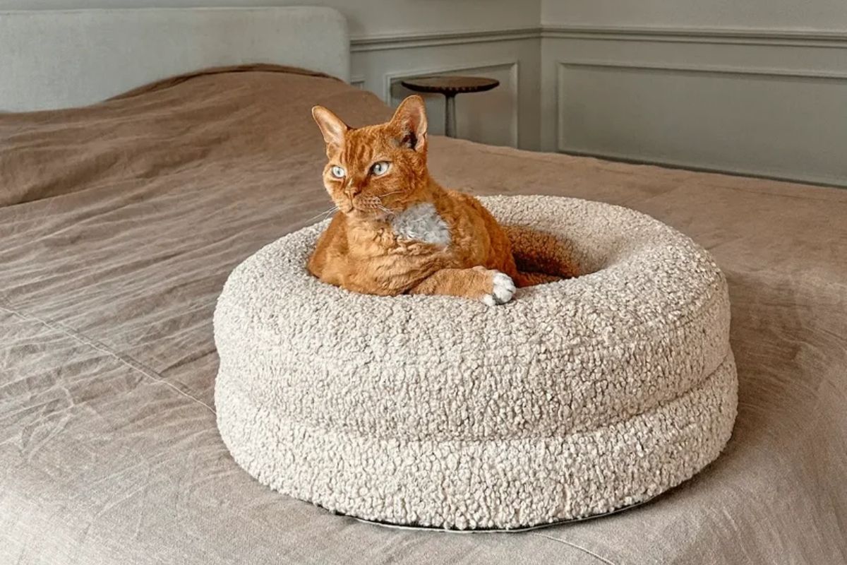 ginger Devon Rex cat sitting in cream coloured cat bed