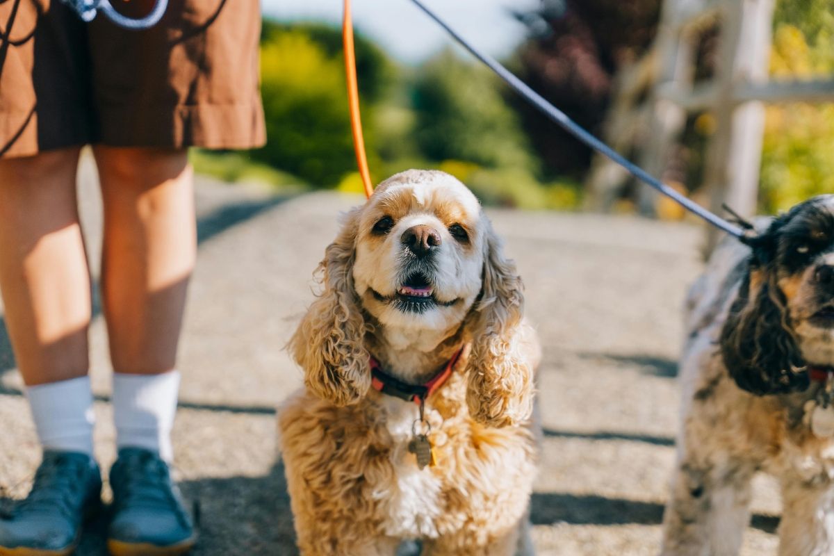 Cocker Spaniels on leads walking through a park.
