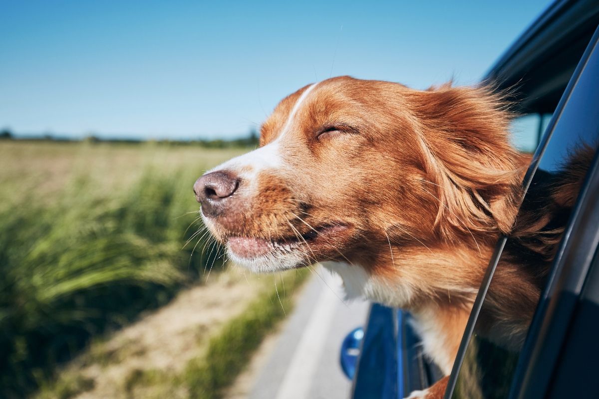 Tan Collie with its head out of a car window during a road trip through the New Zealand countryside.