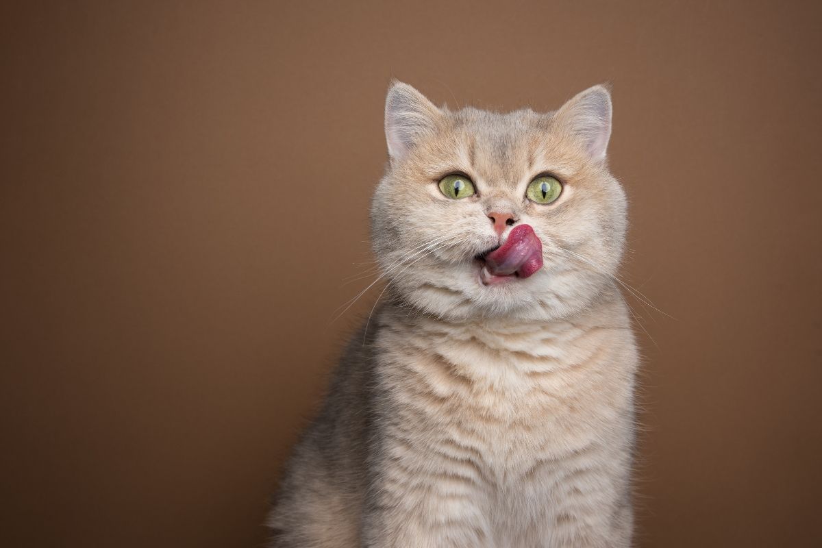 Cream-coloured cat with green eyes licking its lips against a brown background.
