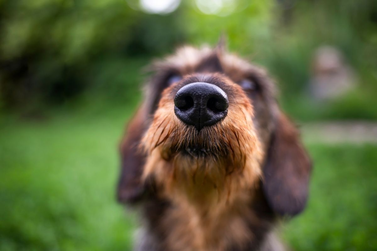 A Dachshund sitting in a green outdoor field.