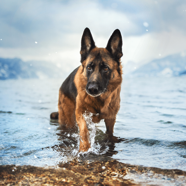 Understanding dog breeds with separation anxiety