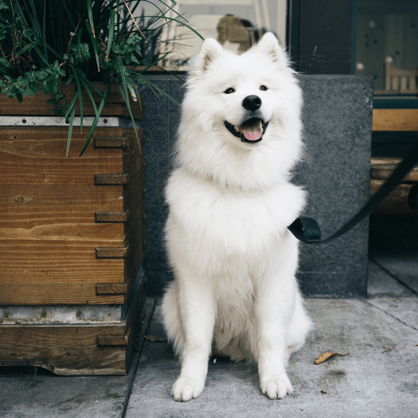 dog triaining tips for beginners