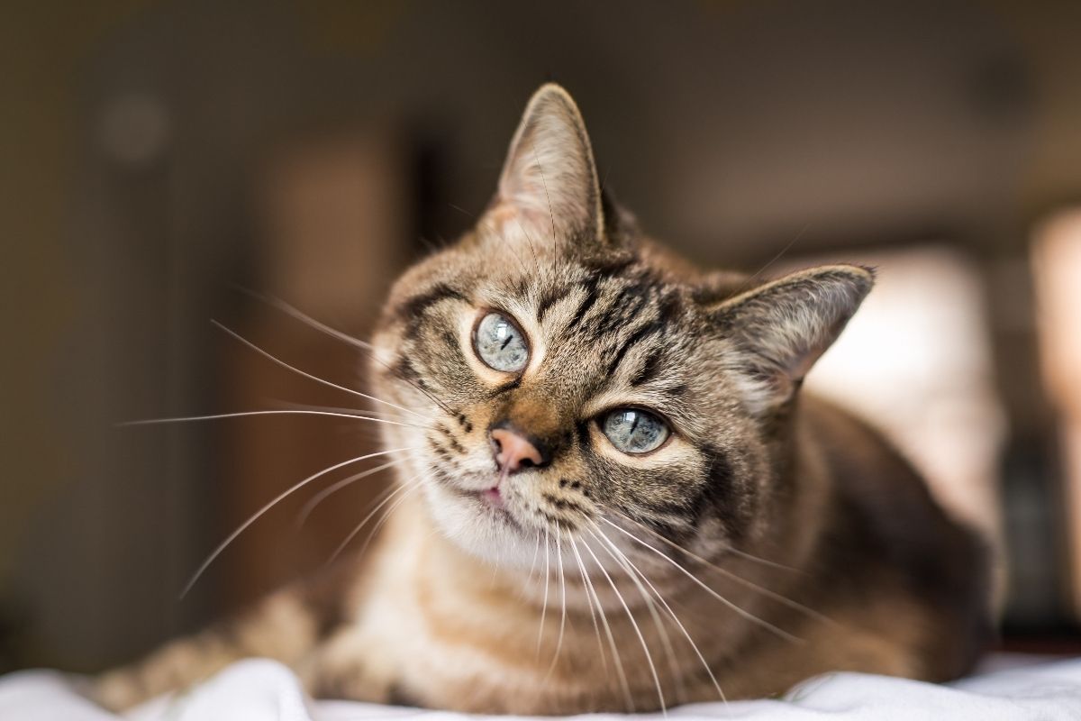 brown tabby cat relaxing