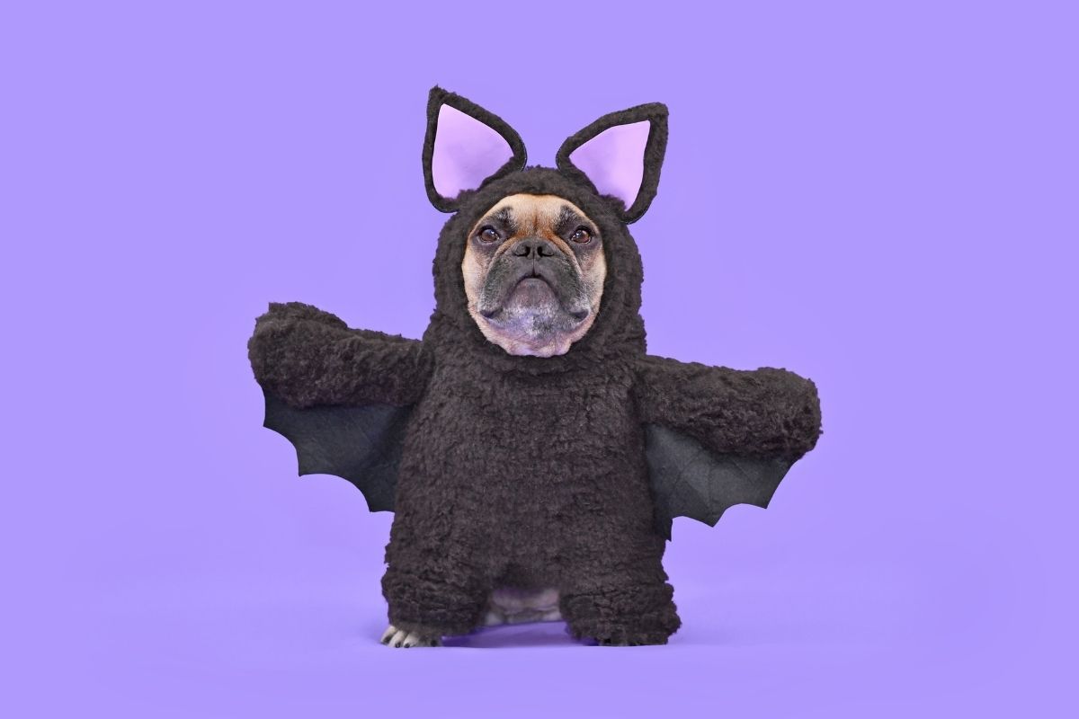 French Bulldog wearing a black bat costume for Halloween against a purple background.