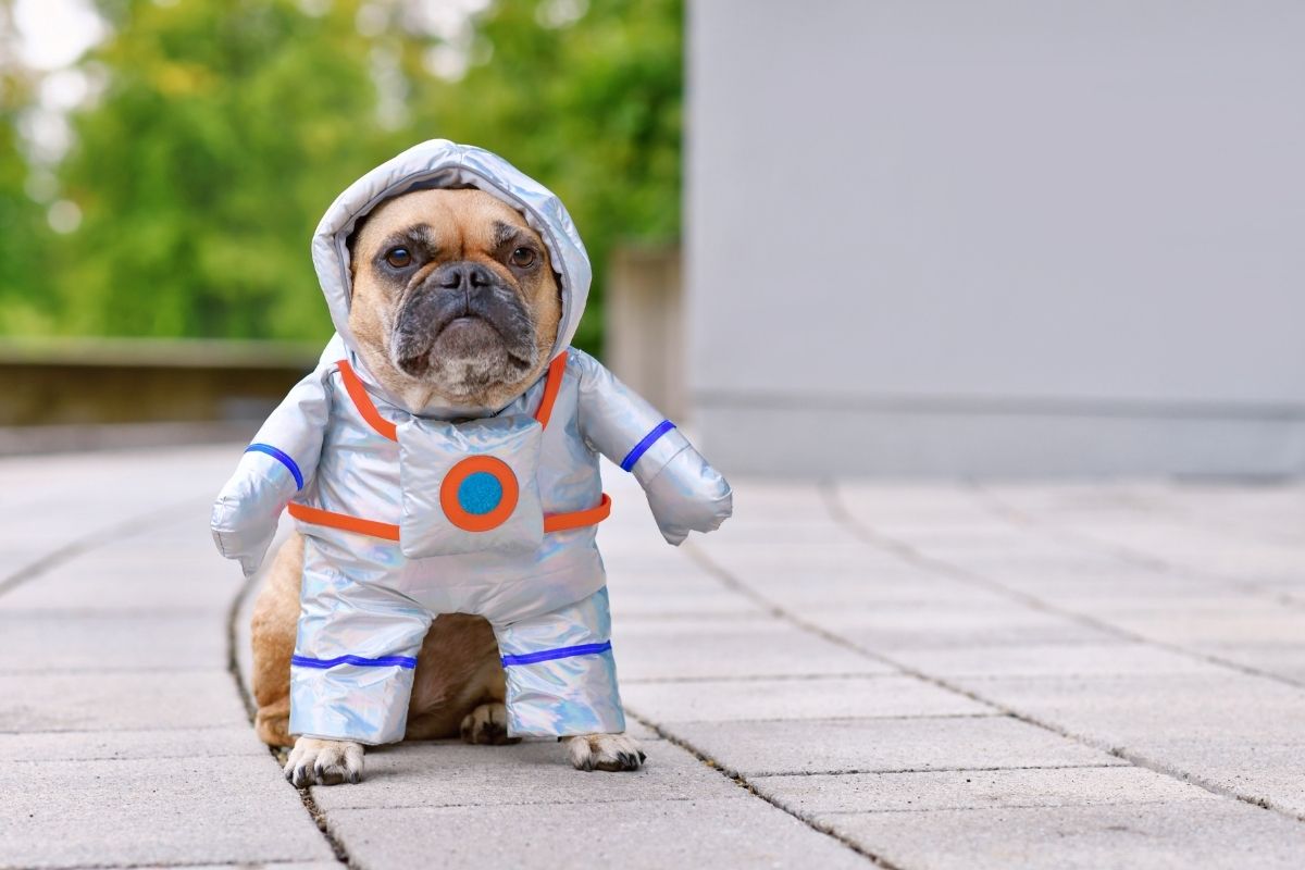 French Bulldog sitting outdoors wearing an astronaut costume for Halloween.