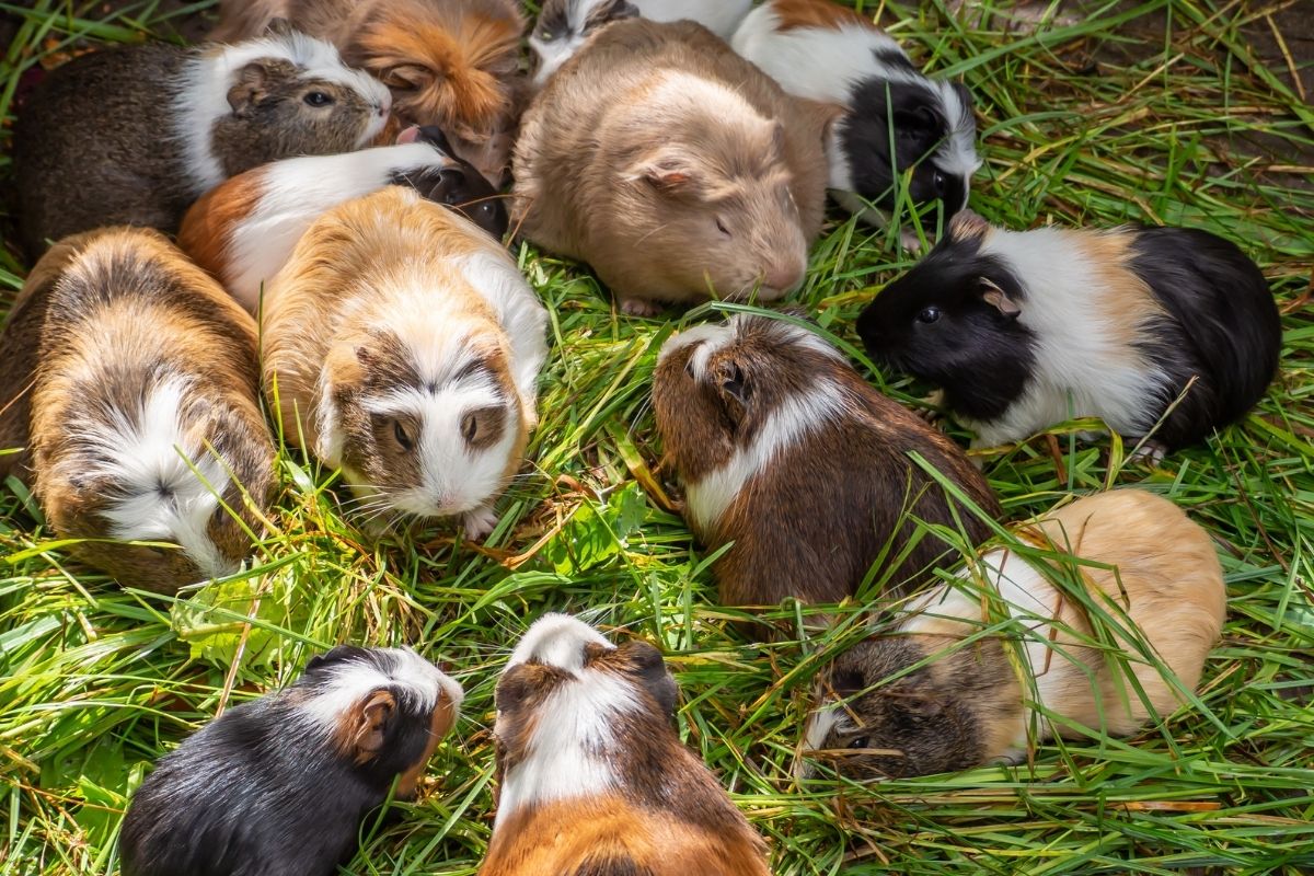 Herd of multicoloured pet guinea pigs eating grass.