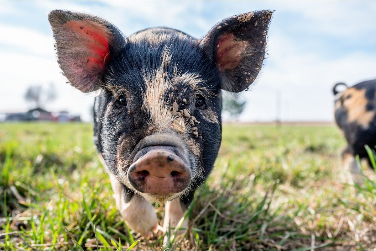 Black-and-tan spotted piglet outdoors.
