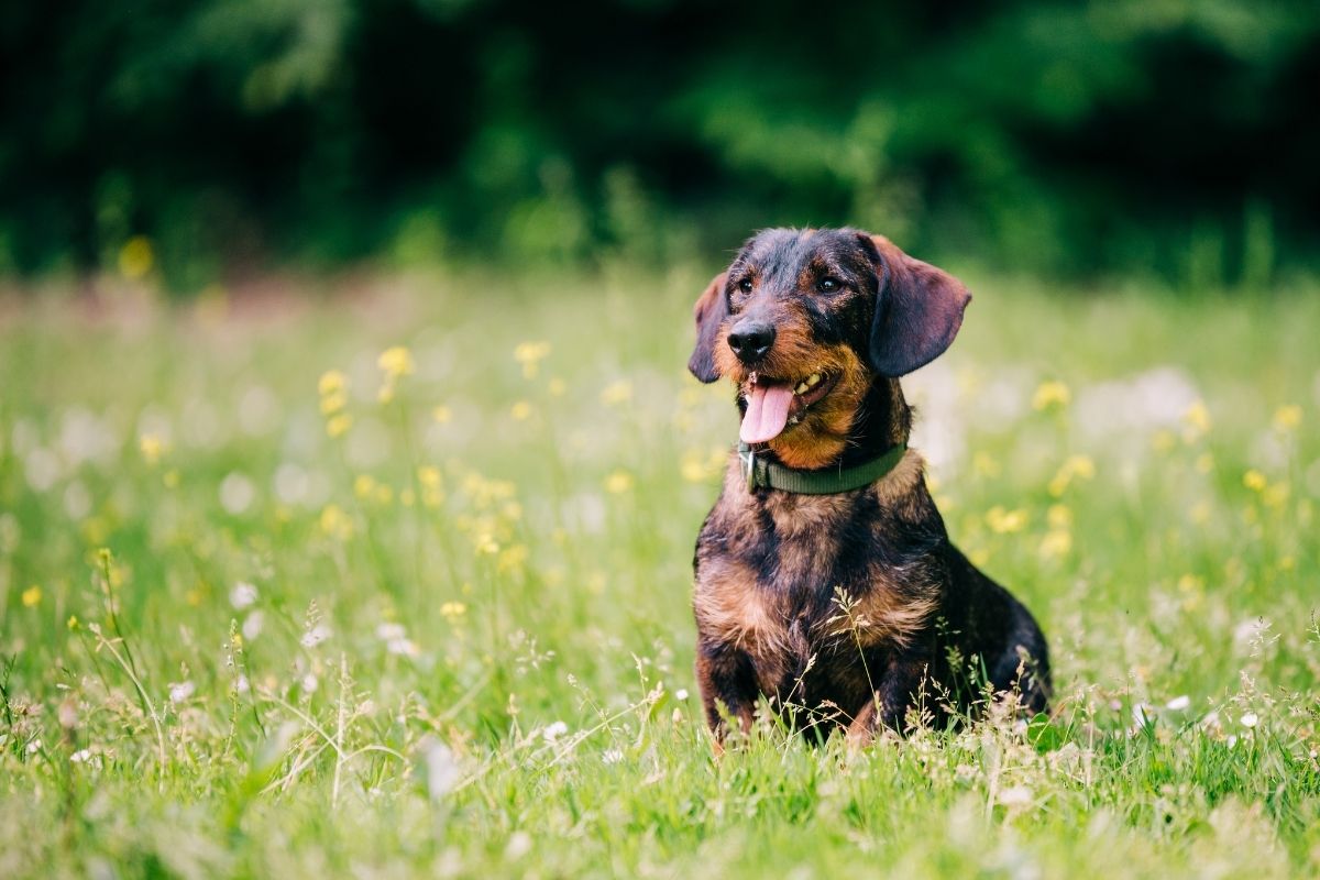 A Dachshund sitting in a green field, featured on a guide comparing raw vs air-dried vs freeze-dried dog food.