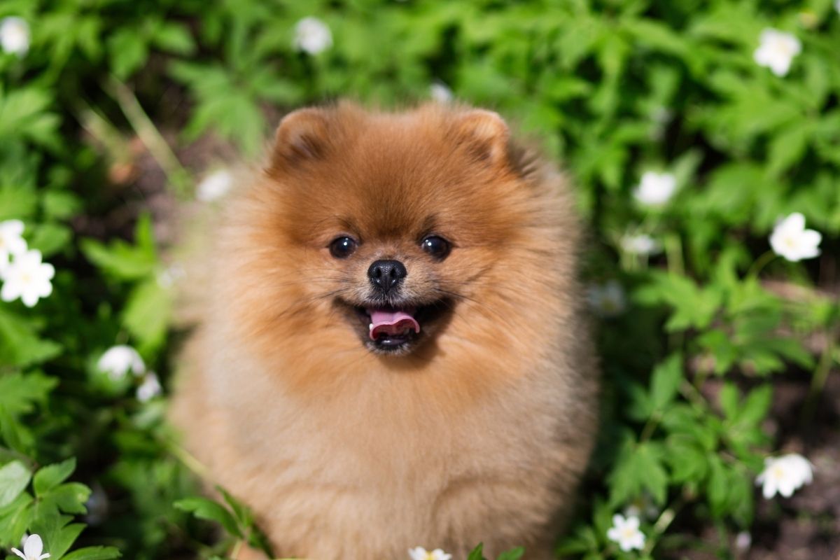 A fluffy Pomeranian dog sitting in a lush green garden, illustrating how to reduce your pet's carbon pawprint.