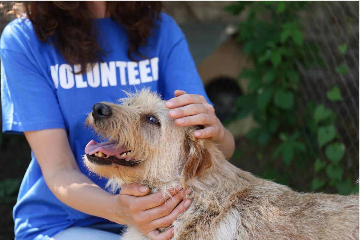 SPCA volunteer kneeling beside and patting a brown, scruffy shelter dog.