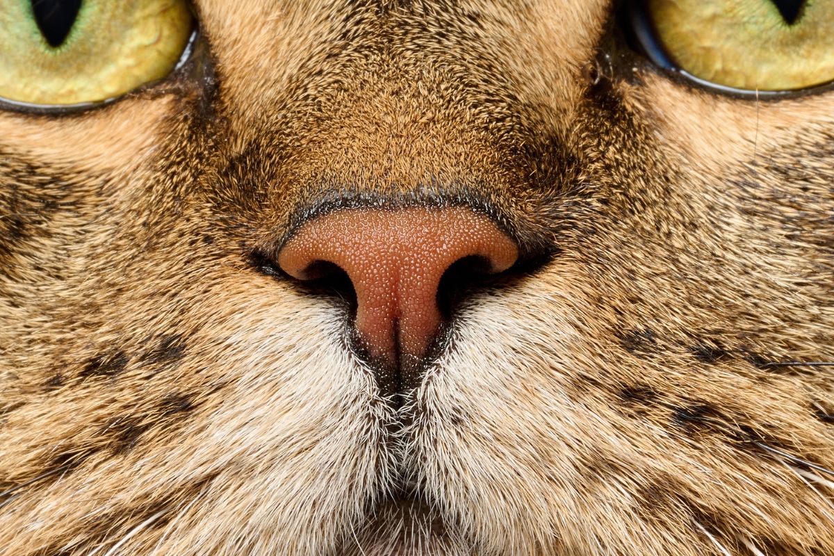 Close-up of a brown tabby cat with green eyes and its nose near the camera.