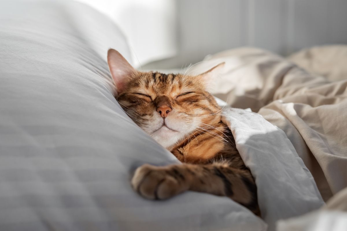 Tabby cat sleeping under the blankets in a human bed, with its head resting on a white pillow.