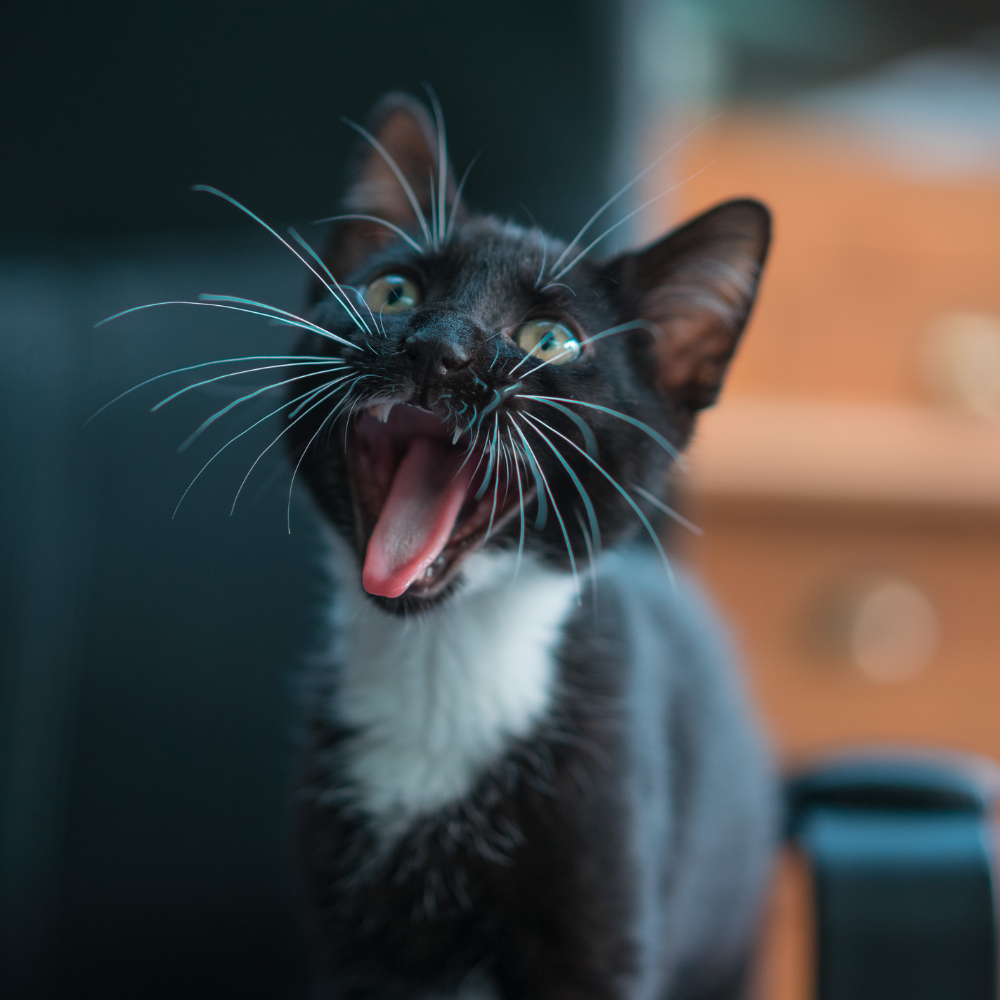 Unleash Your Kitten's Potential: How to Train a Kitten to Do Tricks