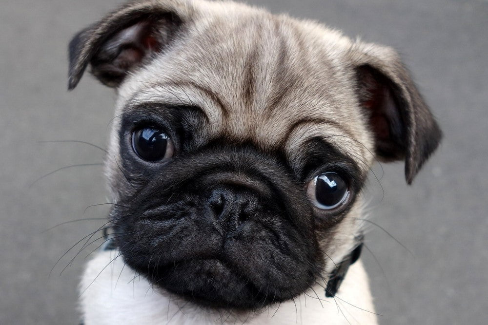 Winston the Pug Puppy