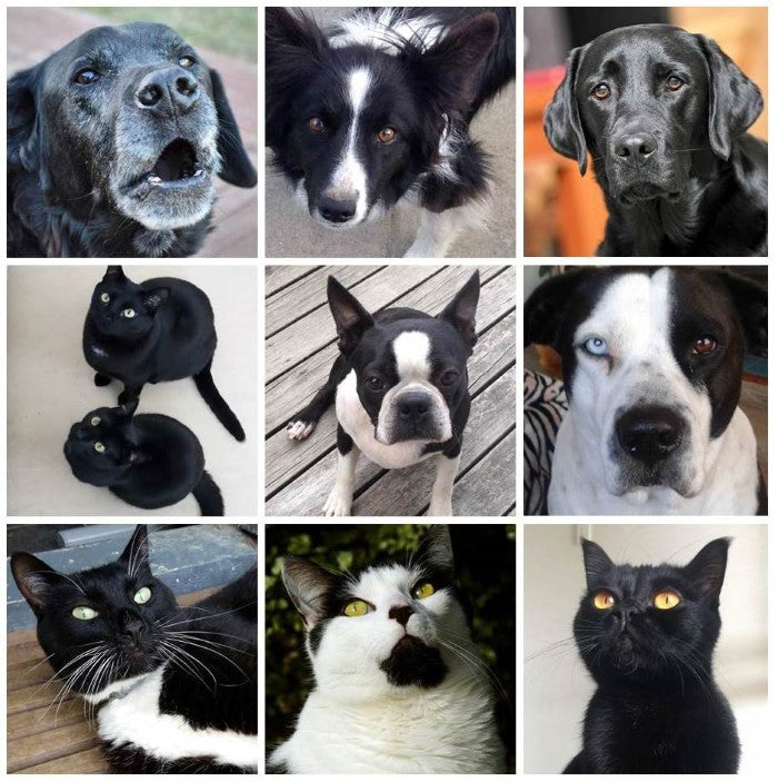 All Black Pets