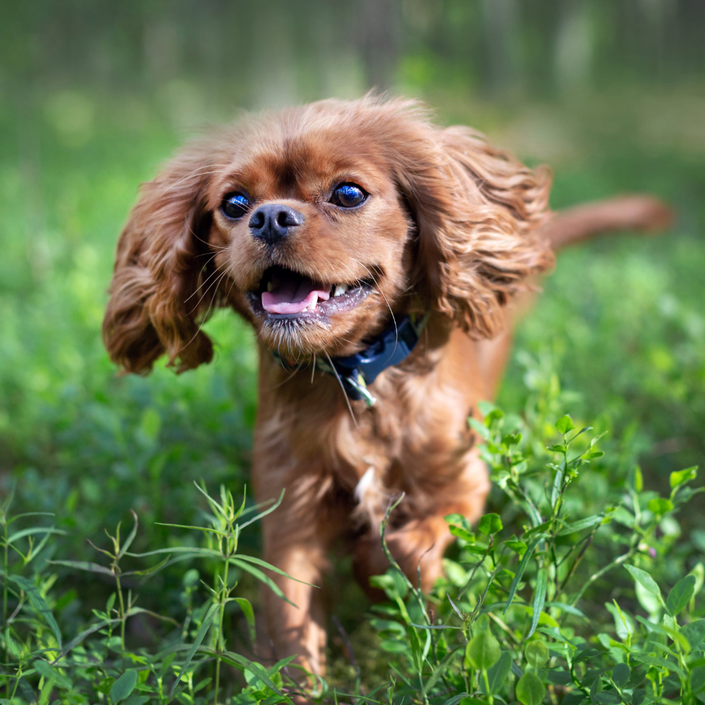 Auckland dog parks the ultimate guide
