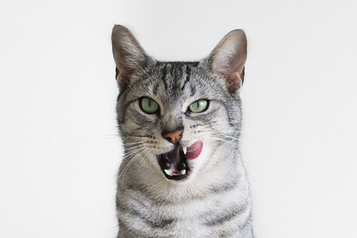 Grey tabby cat licking lips waiting for a natural cat treat.