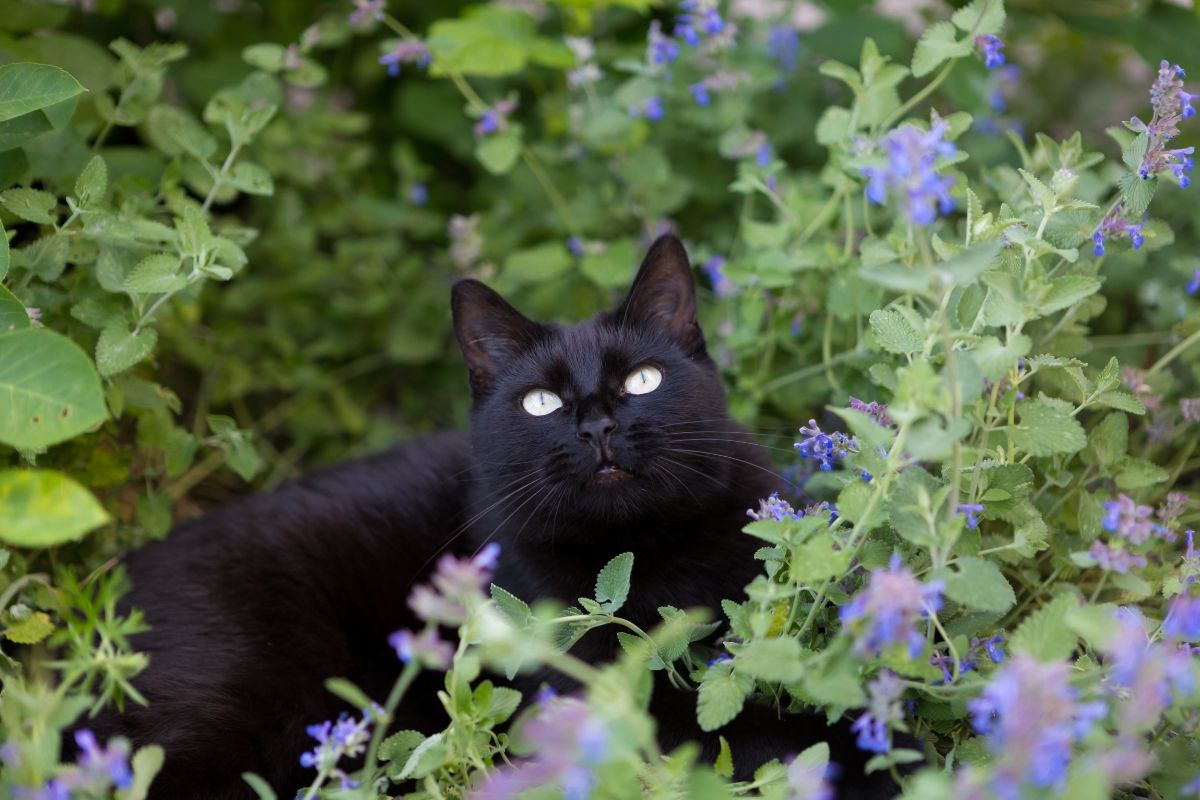 Black cat with green eyes looking up while lying among dense catnip plants with purple flowers.
