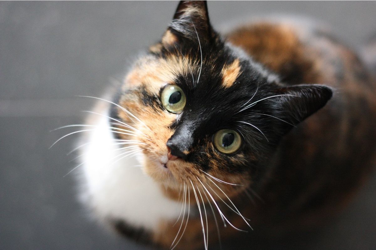 Calico cat with green eyes looking up.