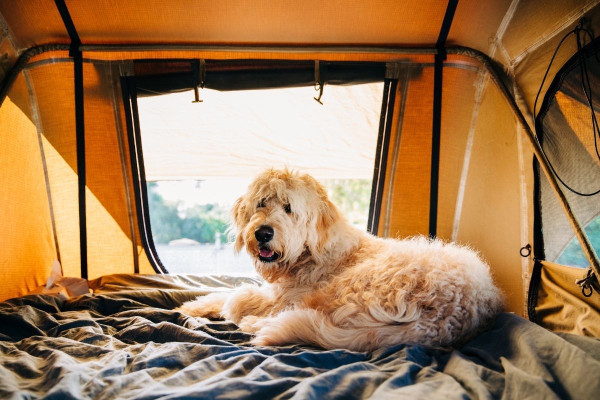 Scruffy Labradoodle dog relaxing inside a tent during a New Zealand camping trip.