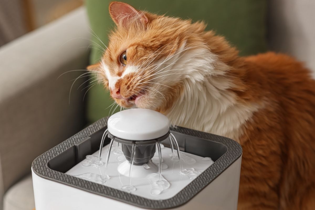 Ginger and white domestic cat drinking from a cat water fountain.