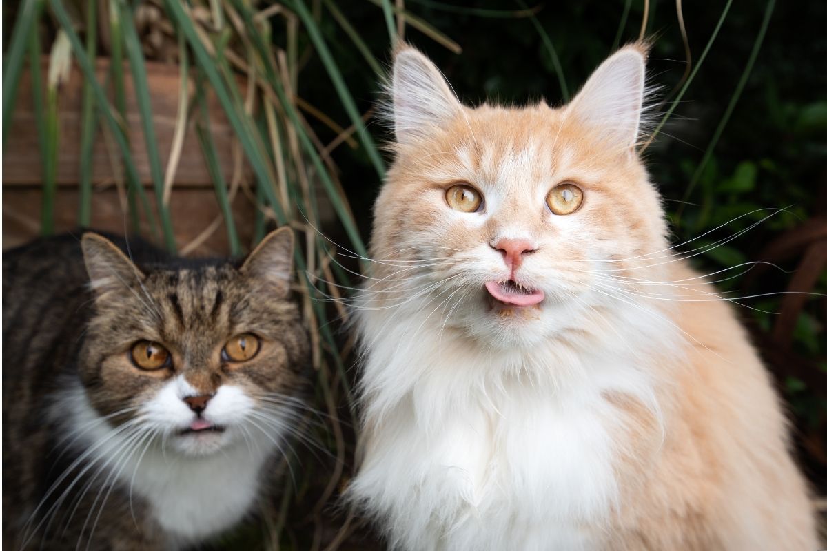 Two domestic cats relaxing and enjoying fresh air inside an outdoor catio enclosure.