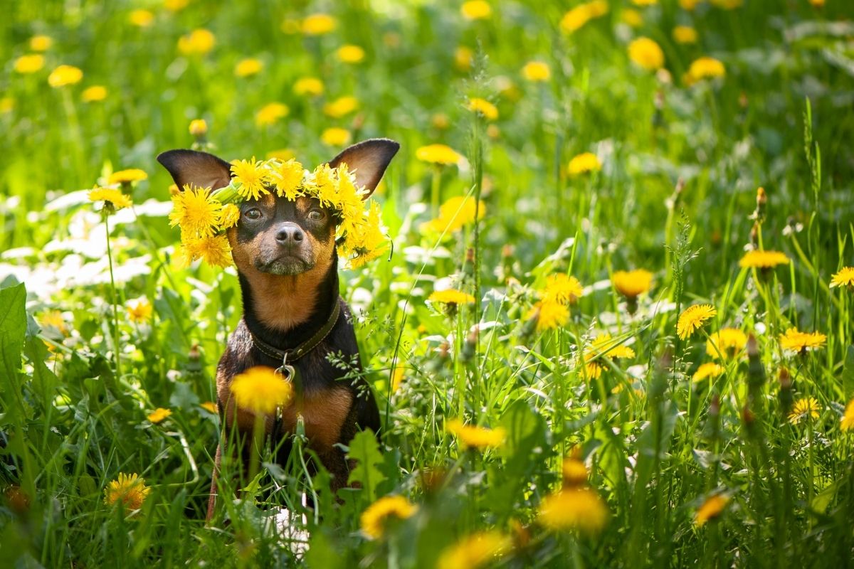 Black and tan Chihuahua sitting in a dandelion field full of pollen allergens.