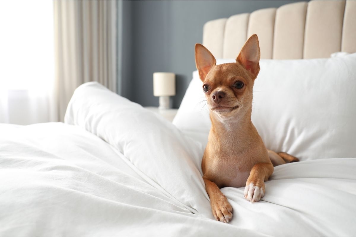A happy Chihuahua dog relaxing on luxurious white bedding inside a boutique pet-friendly hotel room in New Zealand.