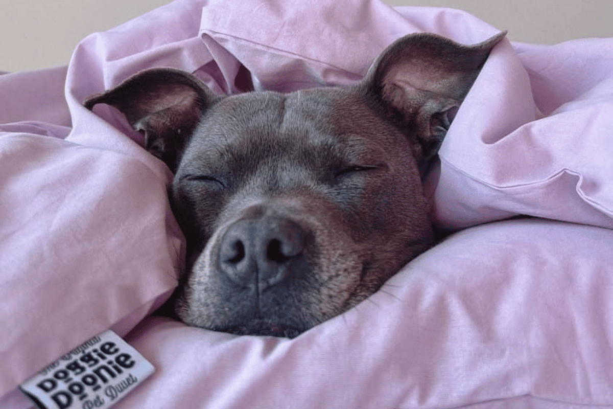 dog snuggled the Doggie Doonie pet duvet