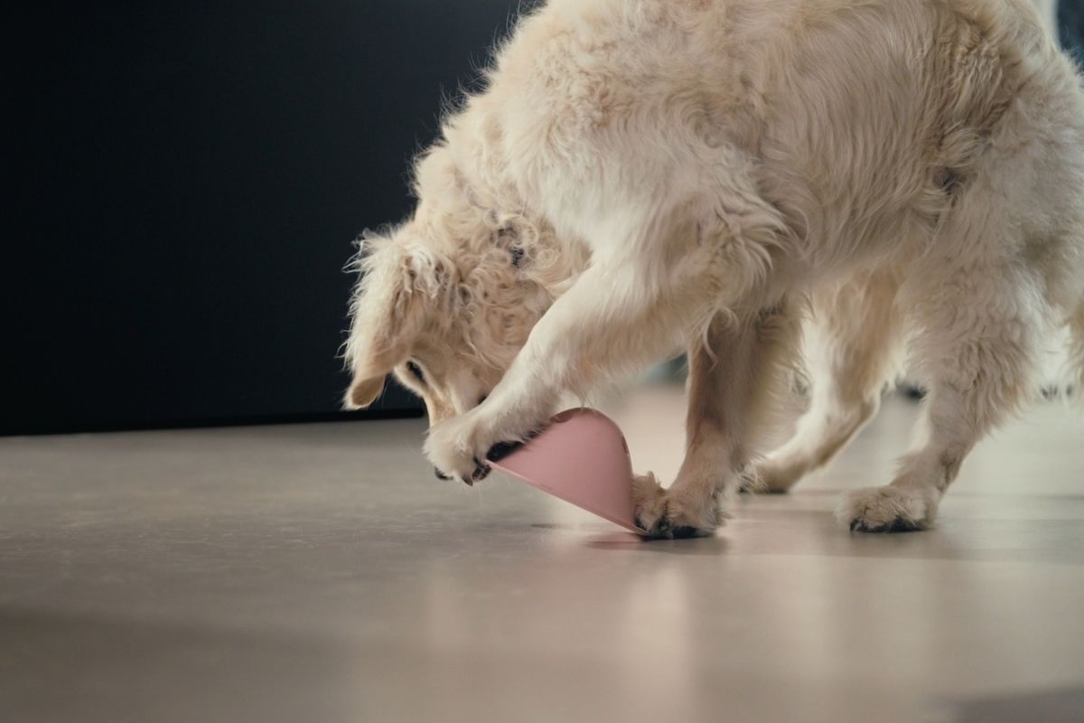 Golden Retriever playing indoors with a Bowly interactive treat toy.
