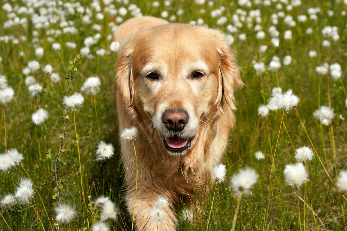 Golden Retriever with a thick double coat walking in a field of fluffy spring dandelions.