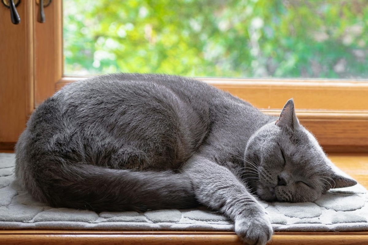 Blue-grey British Shorthair cat sleeping on a grey mat in front of a sunny window.