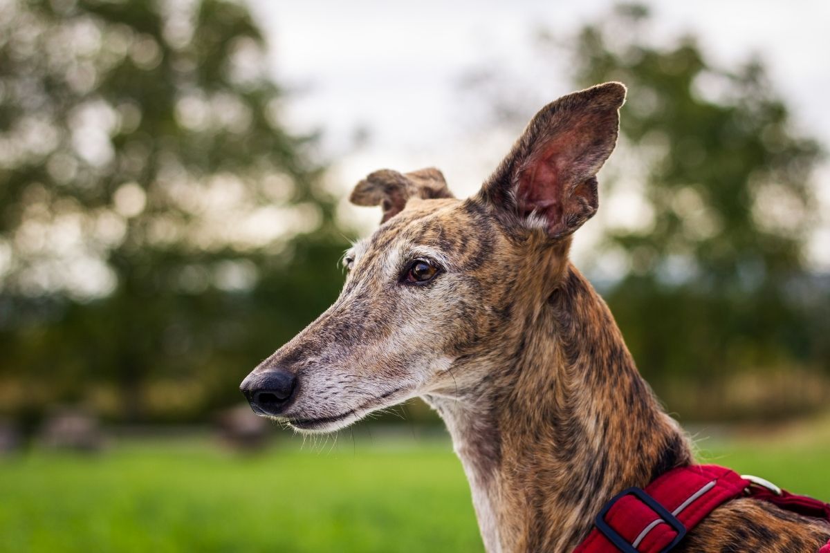 A rescued retired greyhound standing proudly outdoors during the Great Global Greyhound Walk in NZ.