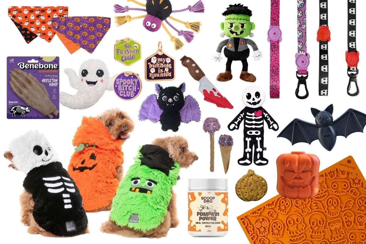 Collection of Halloween dog toys, walking accessories and costumes.