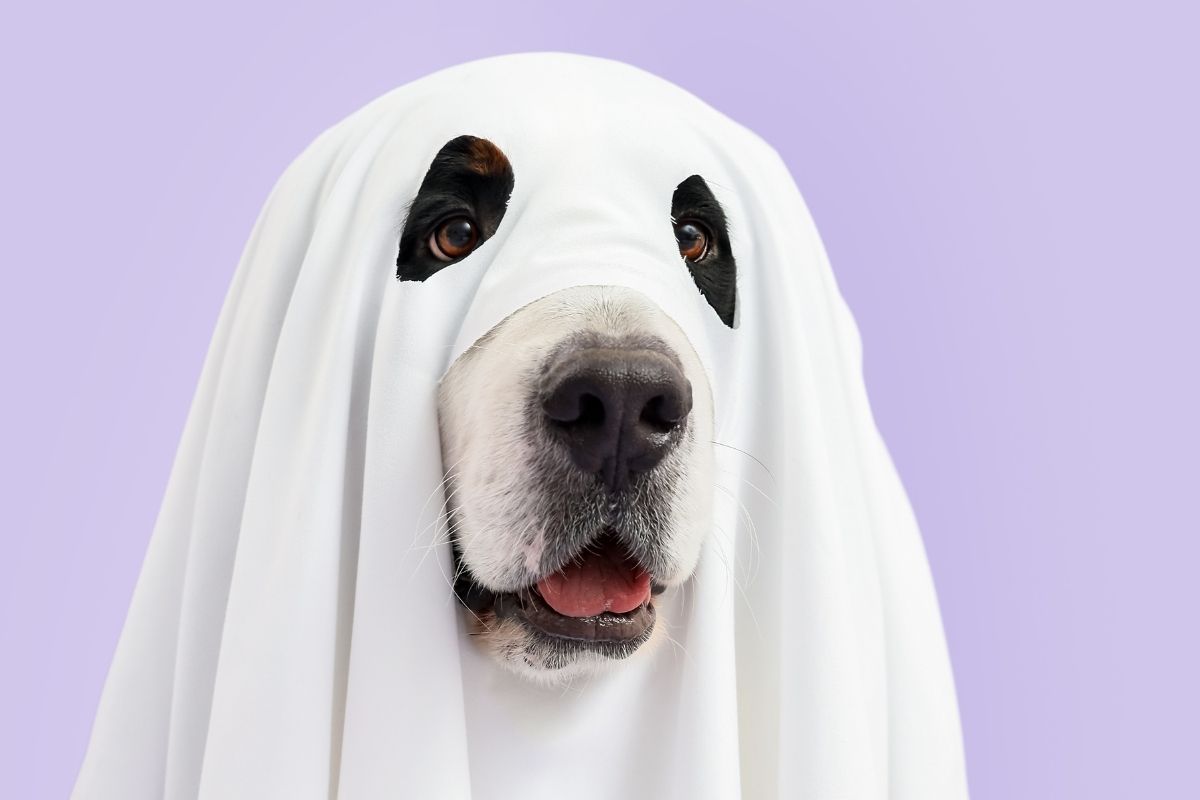 Large dog posing under a white ghost sheet against a purple background.