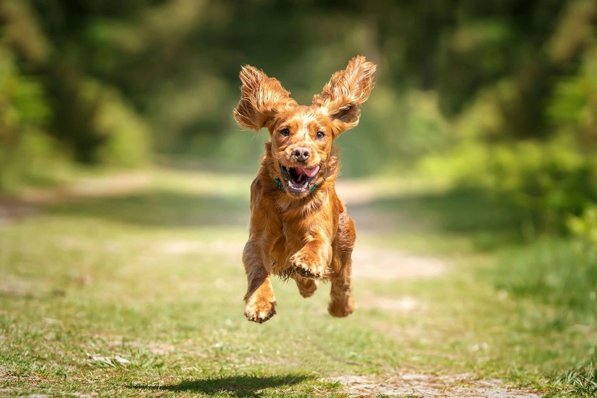 A healthy dog running outdoors on a trail, showcasing optimal pet wellness and natural nutrition.