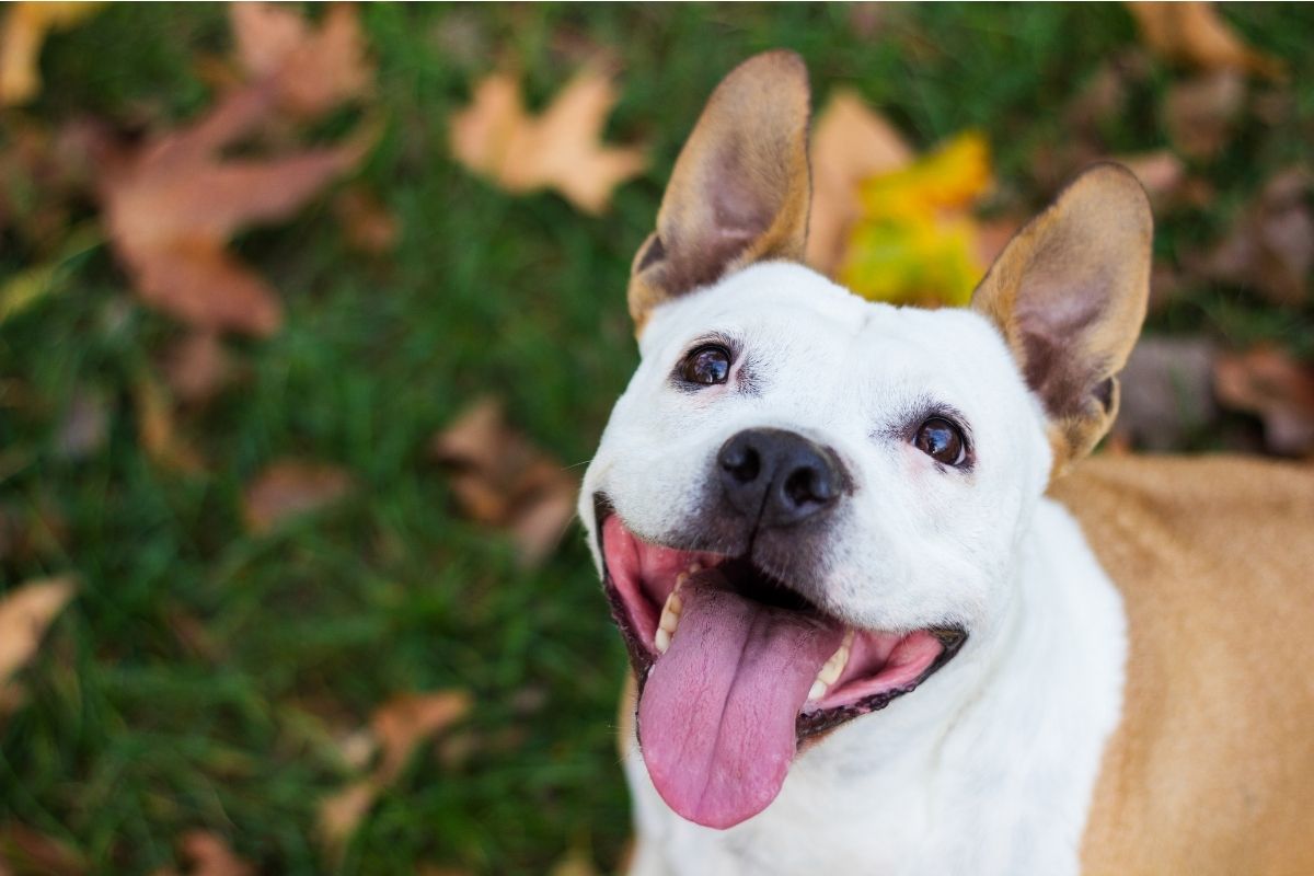 Pit bull looking up with its tongue out while waiting for a Halloween dog treat.