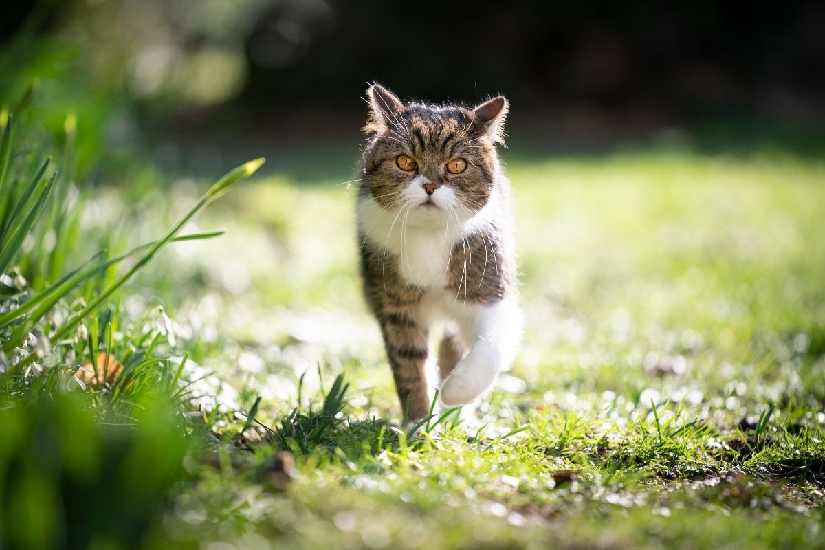 Tabby and white cat walking through green grass in a backyard garden.