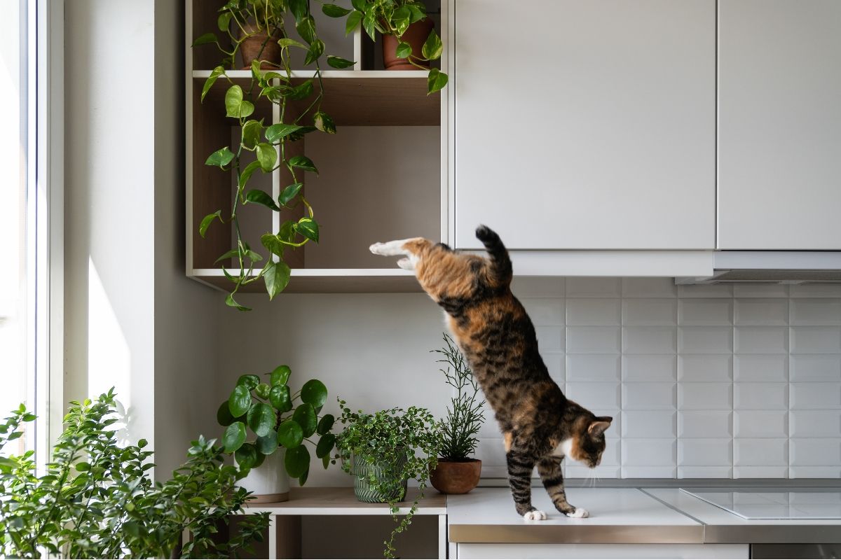 Brown tabby-and-white cat jumping from a kitchen shelf onto a bench beside indoor potted plants.