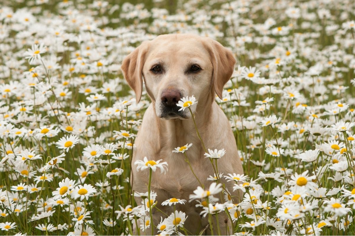 A yellow Labrador Retriever sitting calmly in a field of blooming white spring daisies.