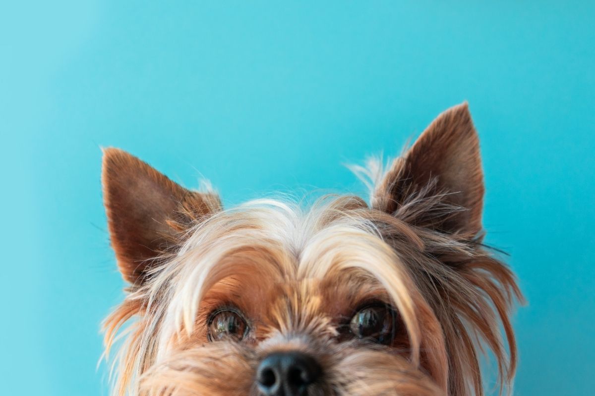 Yorkshire terrier peeking up against a blue background.