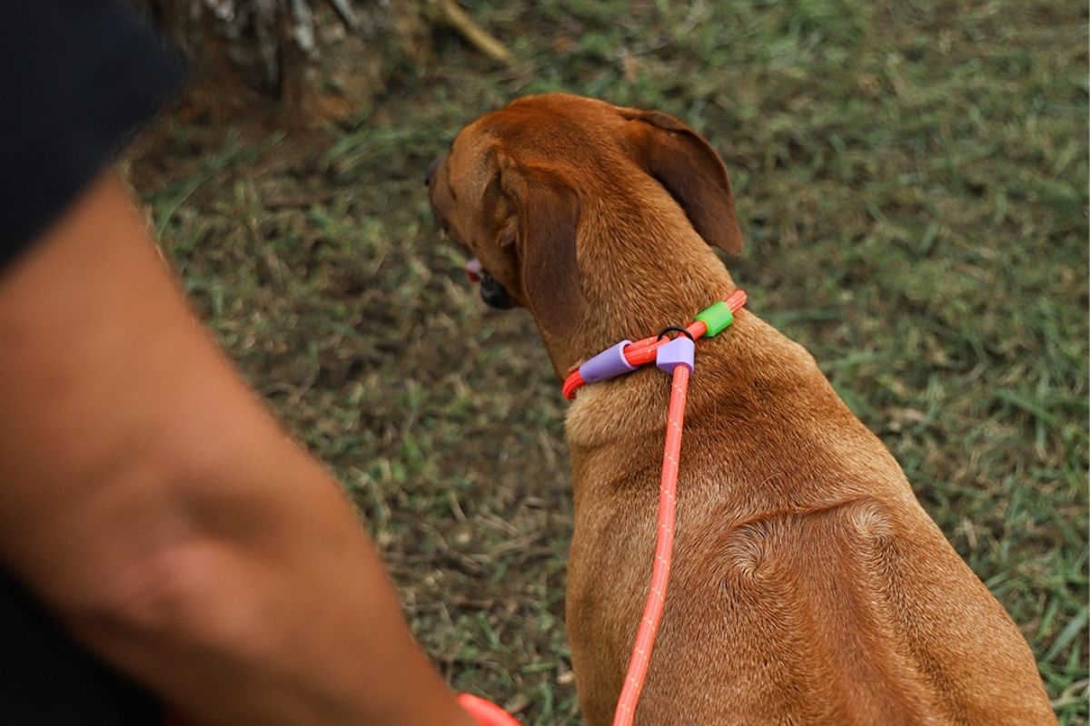 Close up of a brown dog walking nicely outdoors wearing a pink Zee.Dog Slip Leash.