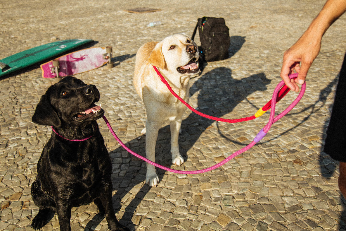 Slip leash for dog training