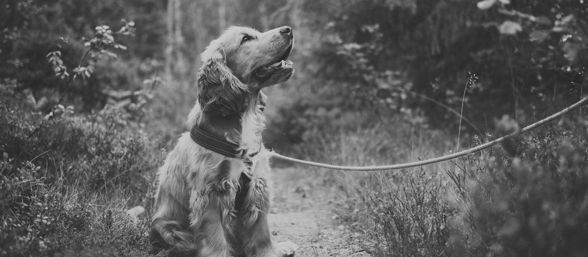 pet lifestyle blog for dog and cat owners